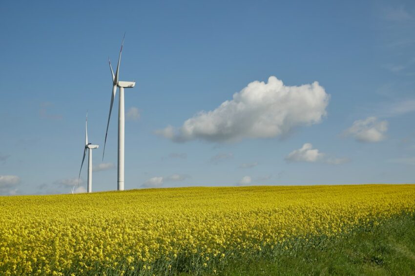 a field of yellow flowers and wind turbines